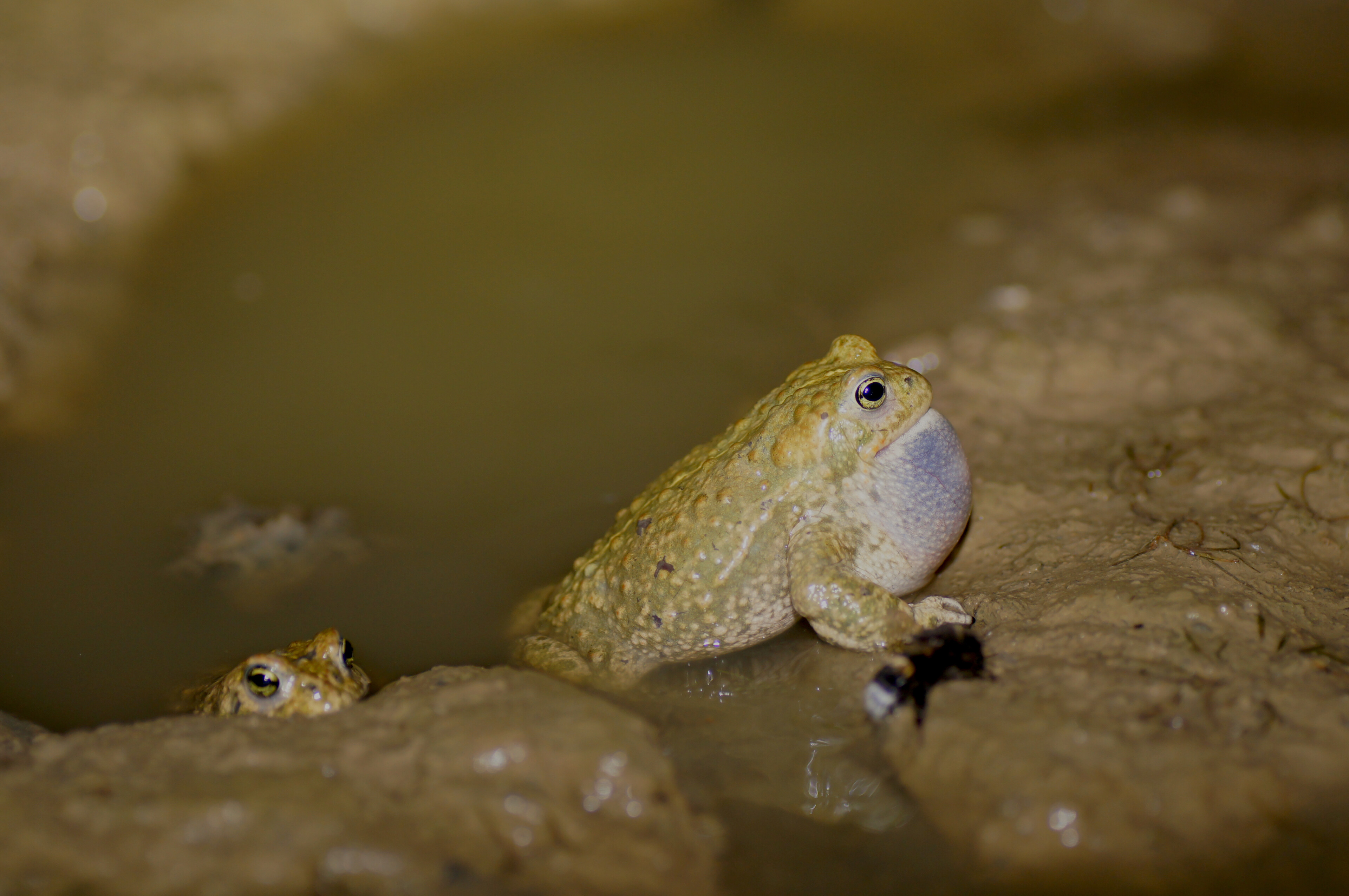 Kreuzkröte (Epidalea calamita)