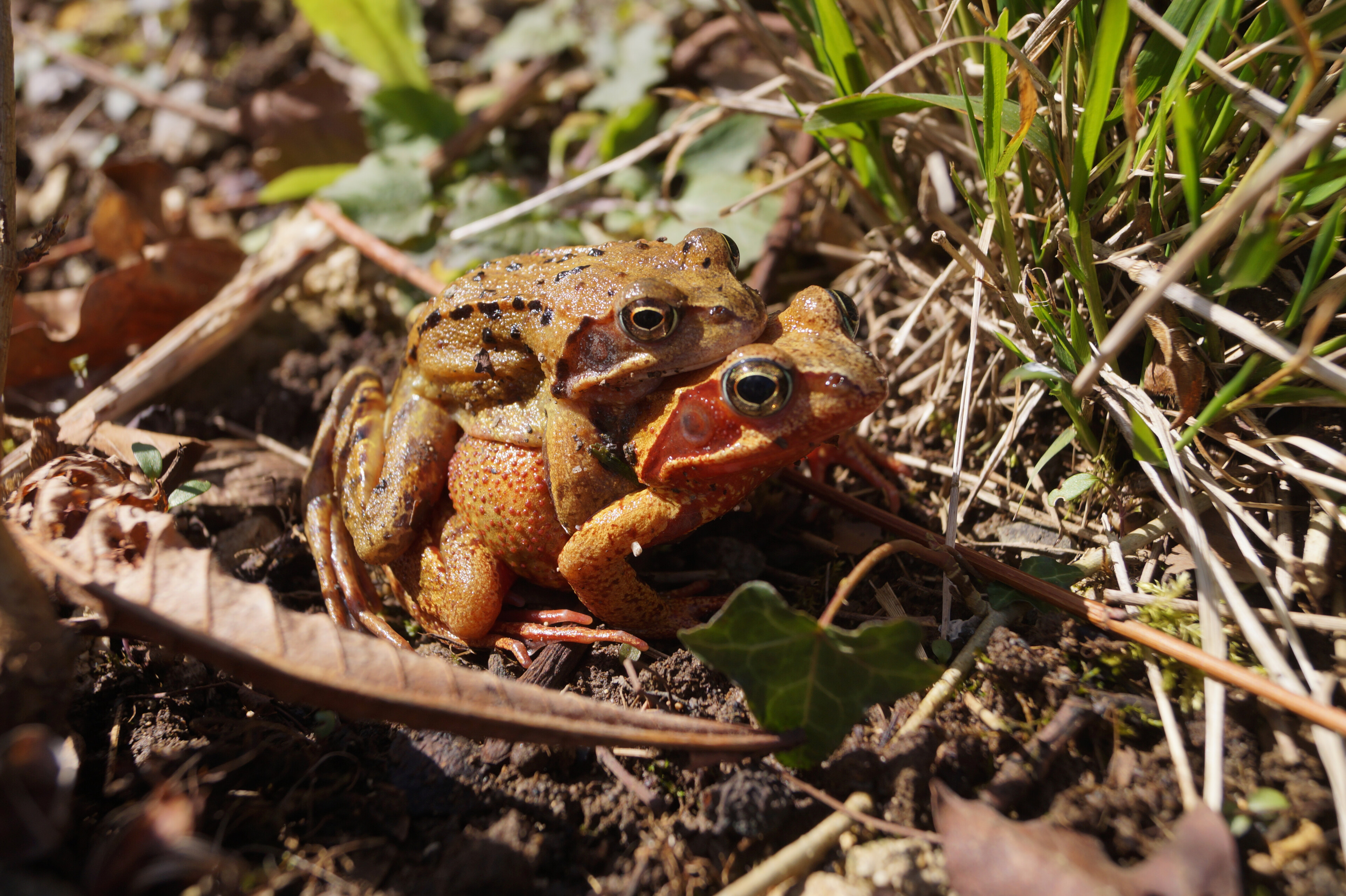 Grasfrosch-Pärchen (Rana temporaria)