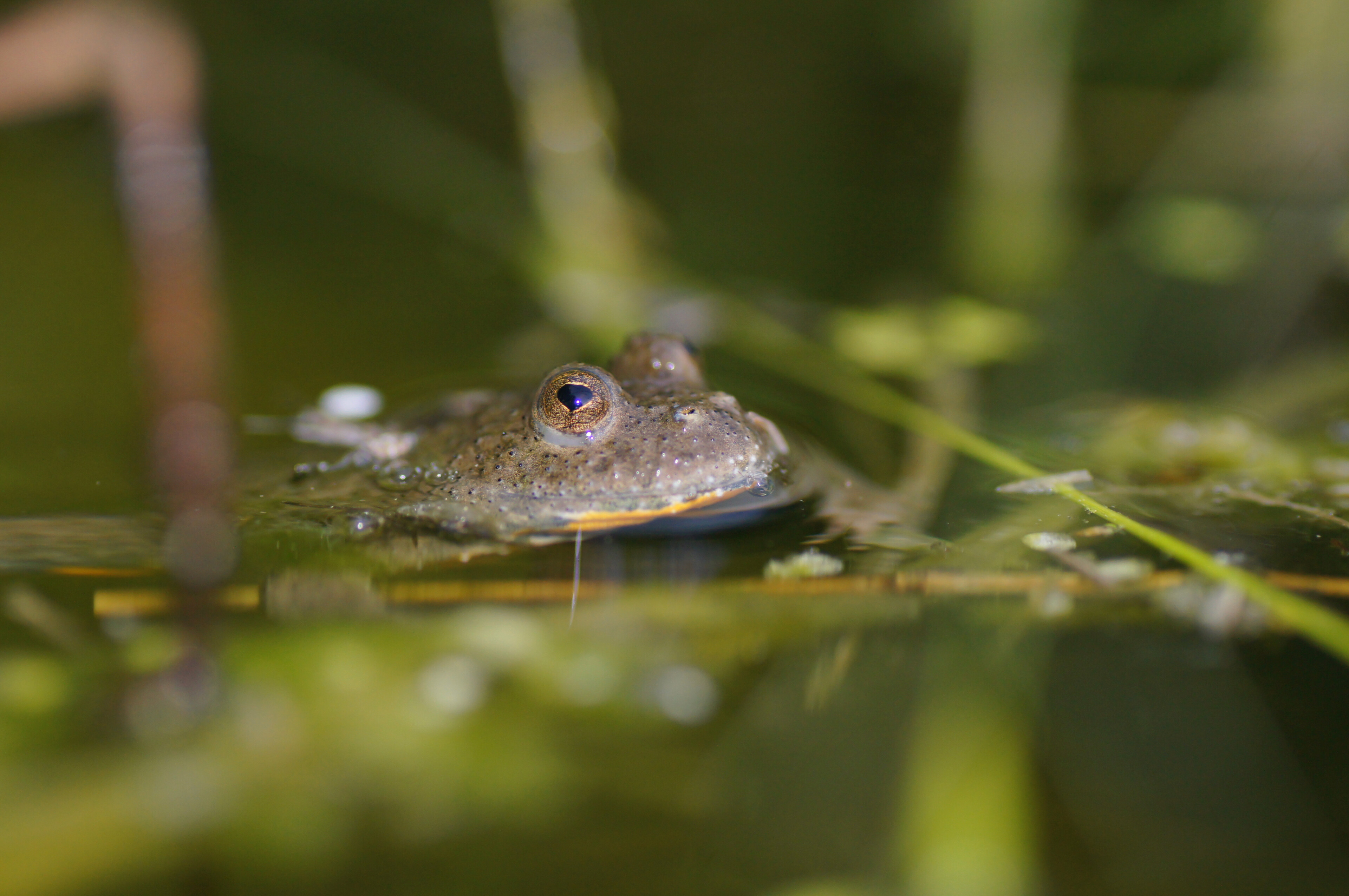 Gelbbauchunke (Bombina variegata)