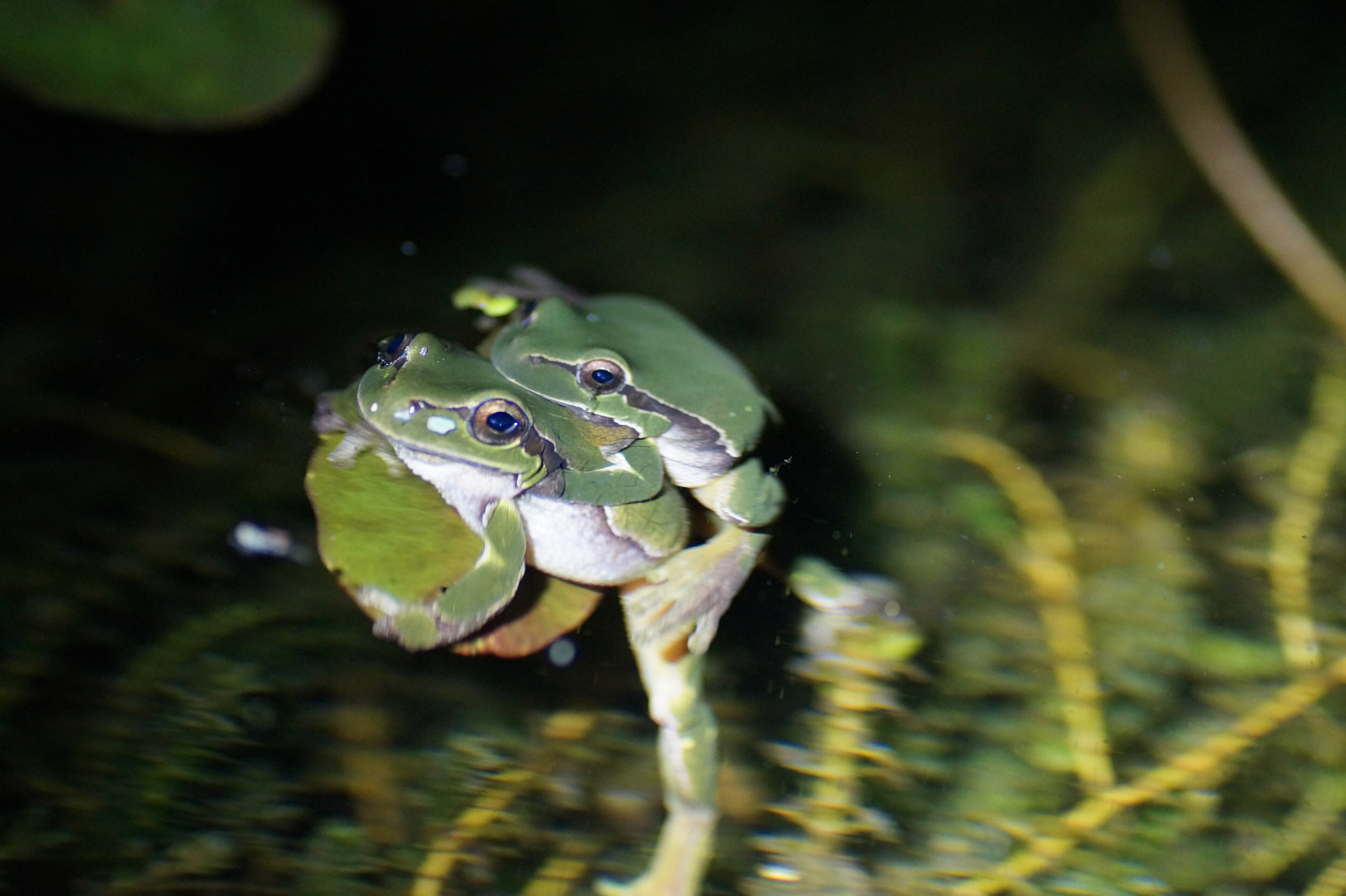 Laubfrosch - Pärchen (Hyla arborea)